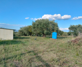 Terreno 8000 MT Loc.Le Case Grotte S.S
