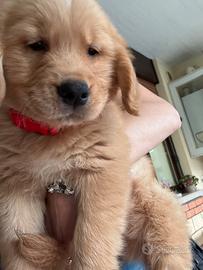 Cucciolo di golden Retriever