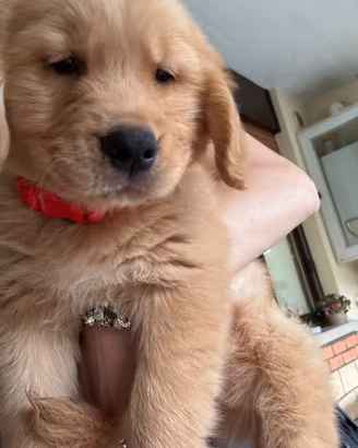 Cucciolo di golden Retriever