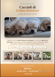 Cuccioli di Golden Retriever 