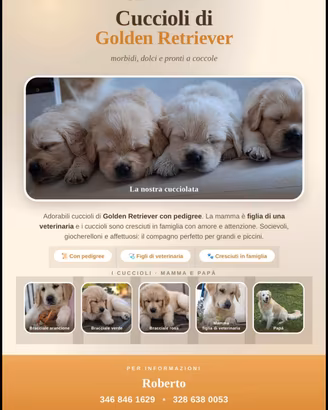 Cuccioli di Golden Retriever 