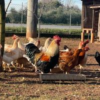 Vendita Gallo di un anno riproduttore