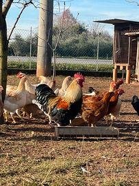 Vendita Gallo di un anno riproduttore