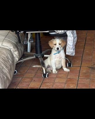 Cane taglia piccola disponibile nuova famiglia