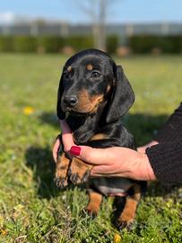 Cucciola di bassotto