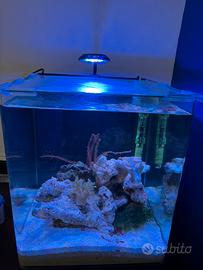 Nano reef 30 litri
