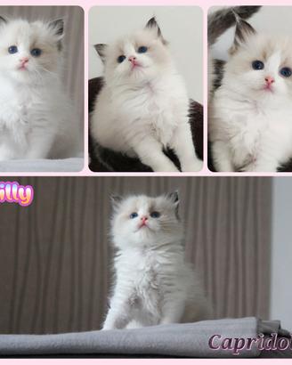 Gattina ragdoll con pedigree Afef