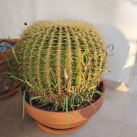 Cuscini della Suocera 