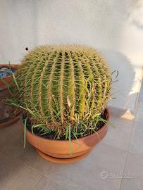 Cuscini della Suocera 