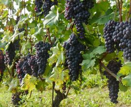 BAROLO : un'azienda e/o un po' di vigna a parte