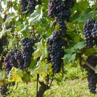 BAROLO : un'azienda e/o un po' di vigna a parte