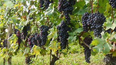 BAROLO : un'azienda e/o un po' di vigna a parte