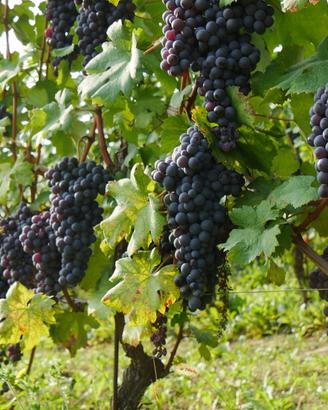 BAROLO : un'azienda e/o un po' di vigna a parte