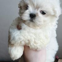 Maschietto maltese