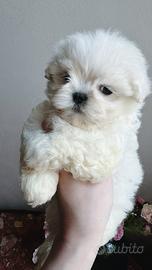 Maschietto maltese
