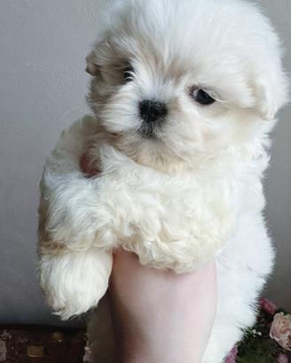 Maschietto maltese