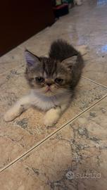 Splendidi cuccioli di gatto exotic