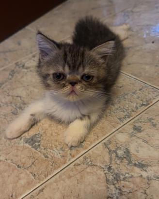 Splendidi cuccioli di gatto exotic