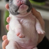 Bulldog francese
