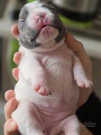 Bulldog francese