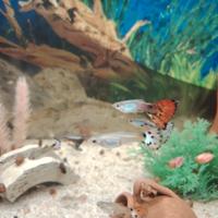 Pesci lebistess guppy multi colori