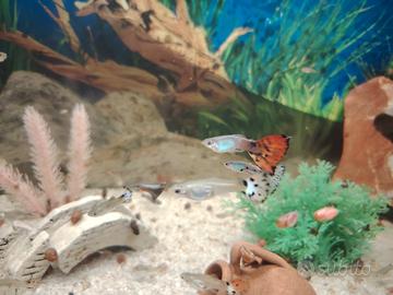 Pesci lebistess guppy multi colori