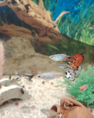 Pesci lebistess guppy multi colori