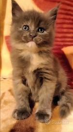 Cuccioli di Maine Coon