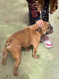 Buoldogue franch esotico