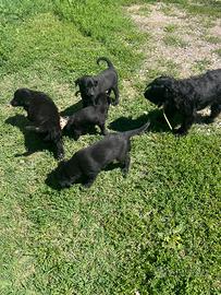 Cuccioli meticci