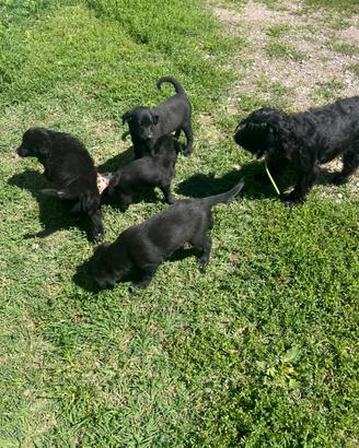 Cuccioli meticci
