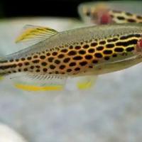 DANIO - BRACHYDANIO tutte le colorazioni