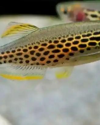 DANIO - BRACHYDANIO tutte le colorazioni