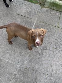 Pitbull Red Nose