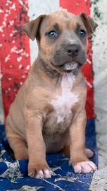 Amstaff blu fawn