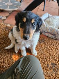 Cucciolo Collie Pastore Scozzese linea lavoro
