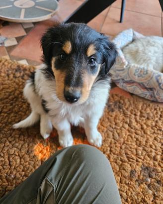 Cucciolo Collie Pastore Scozzese linea lavoro