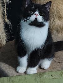Cucciolo Exotic shorthair 