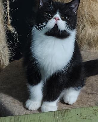 Cucciolo Exotic shorthair 
