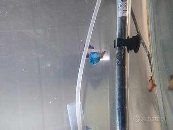 Betta splendens femmine