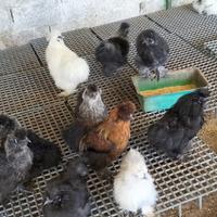 Galline Moroseta e 90 razze galline ornamentali