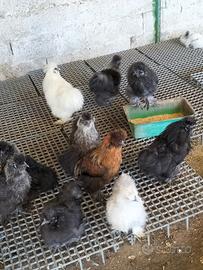 Galline Moroseta e 90 razze galline ornamentali