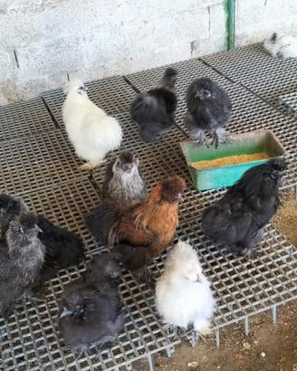Galline Moroseta e 90 razze galline ornamentali