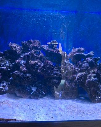 rocce acquario marino