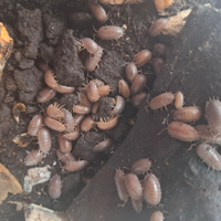 Isopodi Porcellio laevis