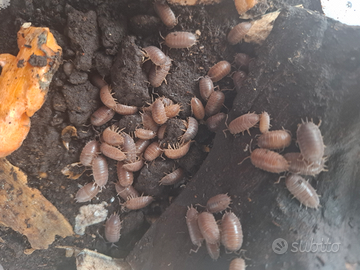 Isopodi Porcellio laevis