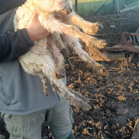 Pecora Agnelli abbacchio razza sarda