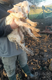 Pecora Agnelli abbacchio razza sarda