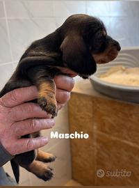 Bassotti a pelo duro