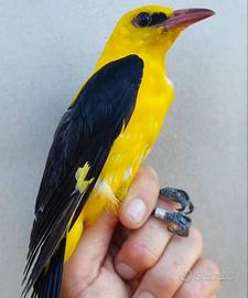 Rigogoli ciuffolotti ed altro